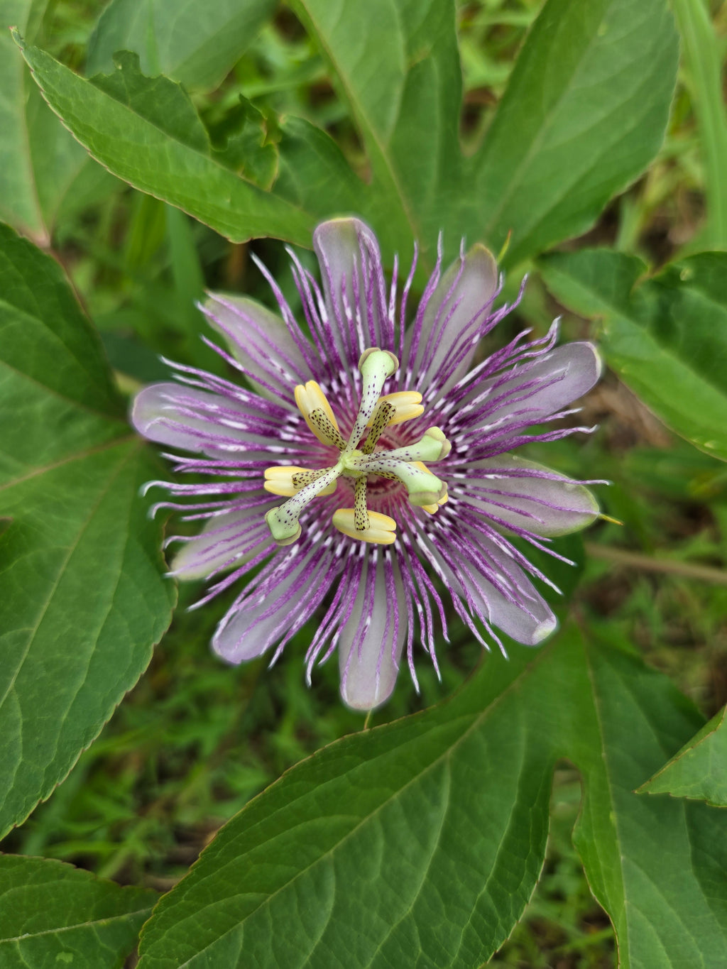 History of Passionflower Tea