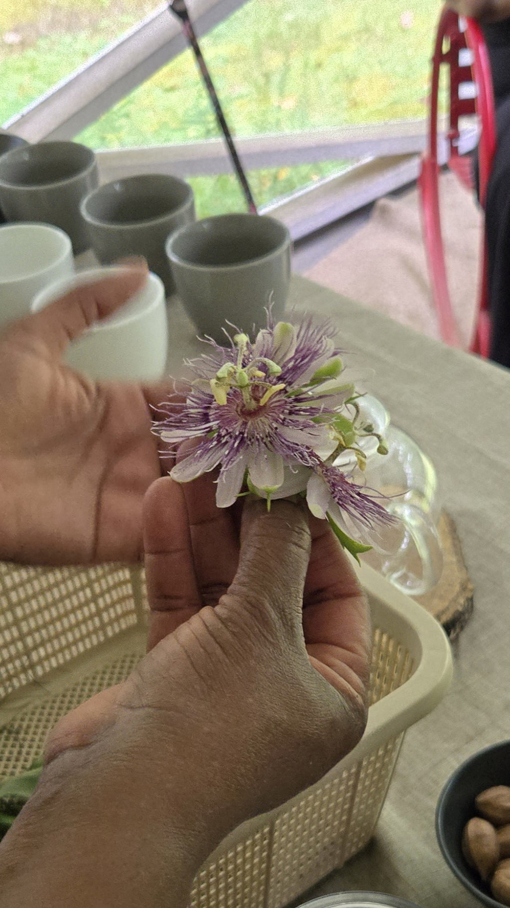 History of Passionflower Tea