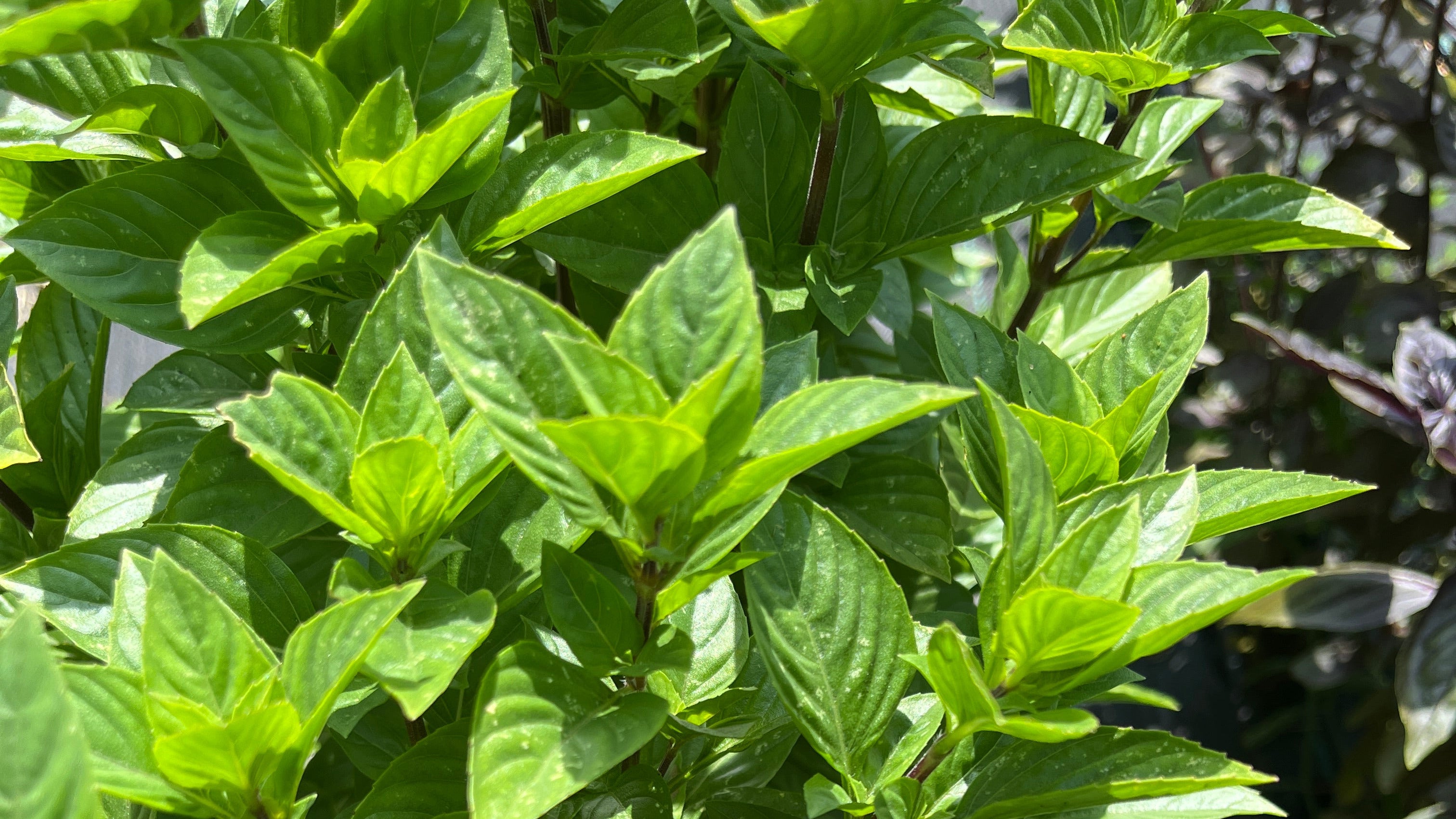 Basil in the field at Jolly's Mill Pond Farm